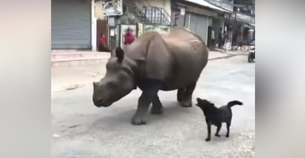 Graban a un rinoceronte que apareció de la nada paseando por la calle y un perrito interviene