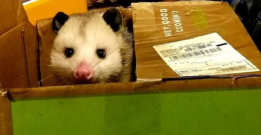 La familia entera se quedó sin comer cuando un peculiar ladrón decide tener un banquete