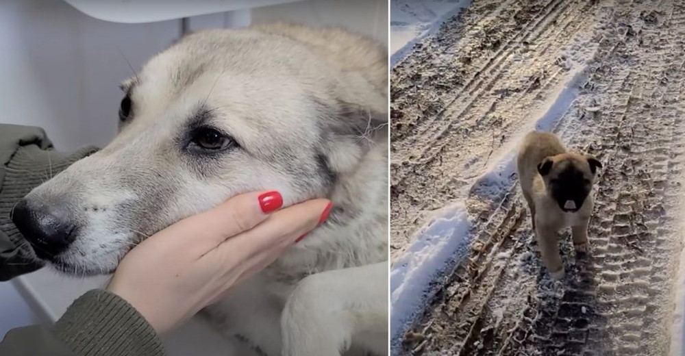 Perrita tiene 2 embarazos no deseados, pierde a sus bebés y su dueño se negaba a esterilizarla