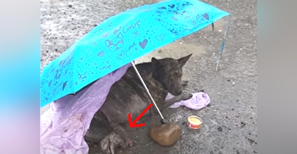 Un pobre perrito yacía inmóvil bajo la lluvia rogando que alguien lo ayude a calmar tanto dolor