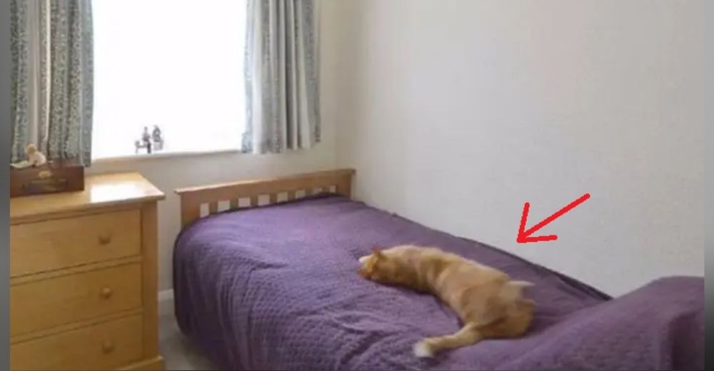 Decide curiosear las fotos de la casa que vendía su vecino y descubre a su gato relajado