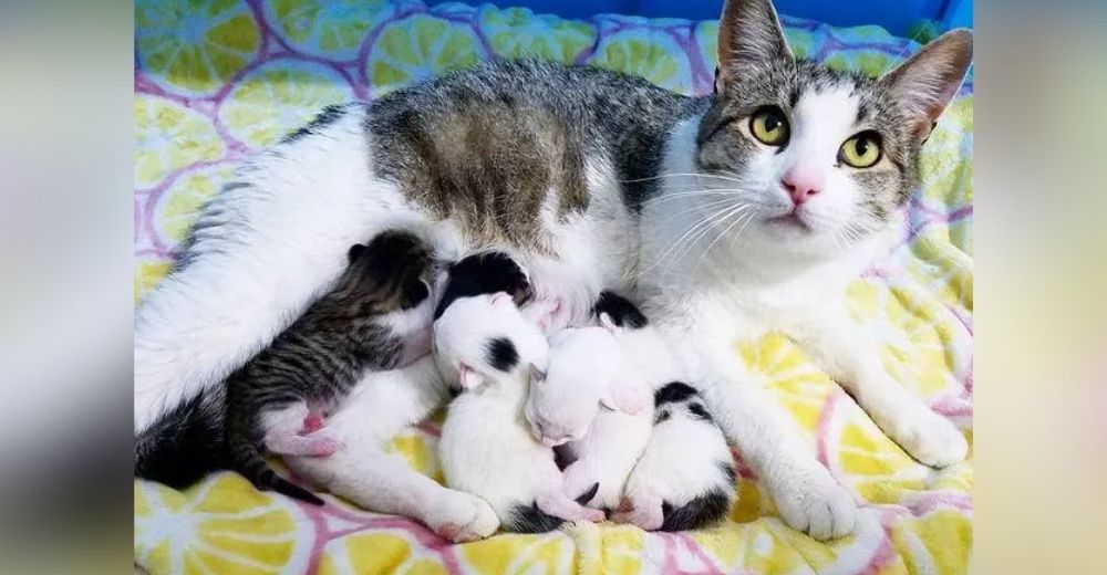 Gata se acerca a pedir ayuda a una mujer para que todos sus gatitos fueran felices para siempre