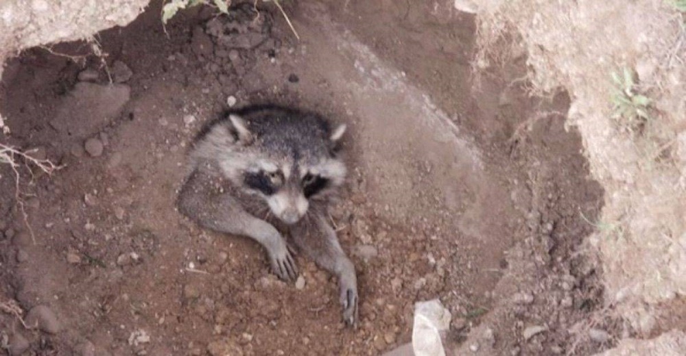 Dos hermanitos luchan por ayudar a un mapache que jadeaba atascado en una madriguera