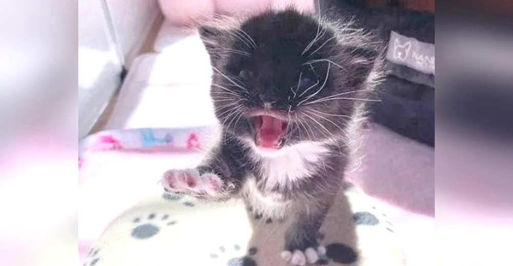 Ni la inclemente lluvia pudo apagar los llantos lastimeros de una gatita que clamaba sin parar