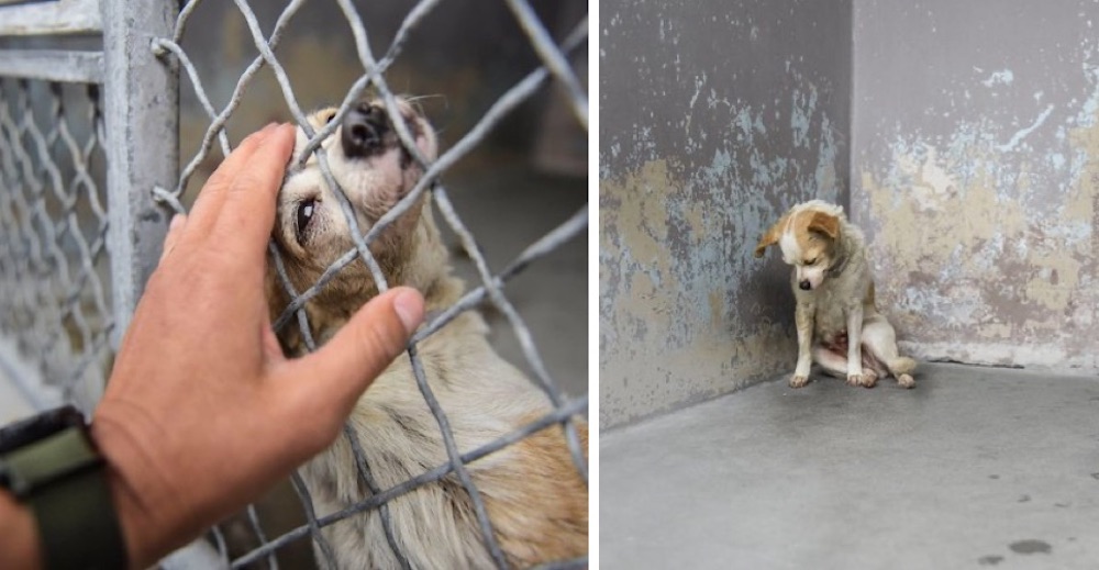 Una deprimida perrita en un refugio apenas puede levantar su cabecita para pedir cariño