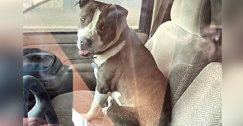 Pitbull al que su familia casi no adopta por «agresivo», termina salvando la vida a su dueña