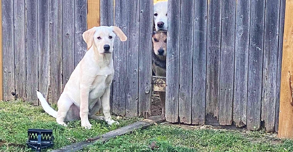 Atrapan a un perrito en medio de un ingenioso escape para pasar más tiempo con sus amigos