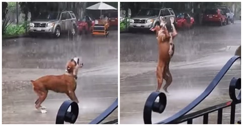 Un perrito bajo la lluvia recuerda a todos las cosas importantes de la vida y se hace viral