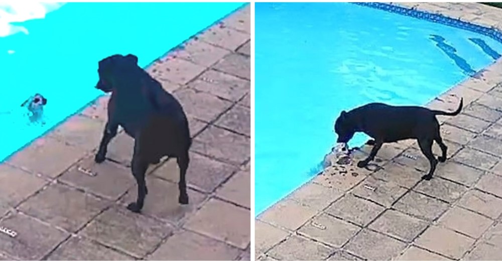 Cámara de seguridad graba a una perrita salvando la vida de su hermanito que cayó en la piscina