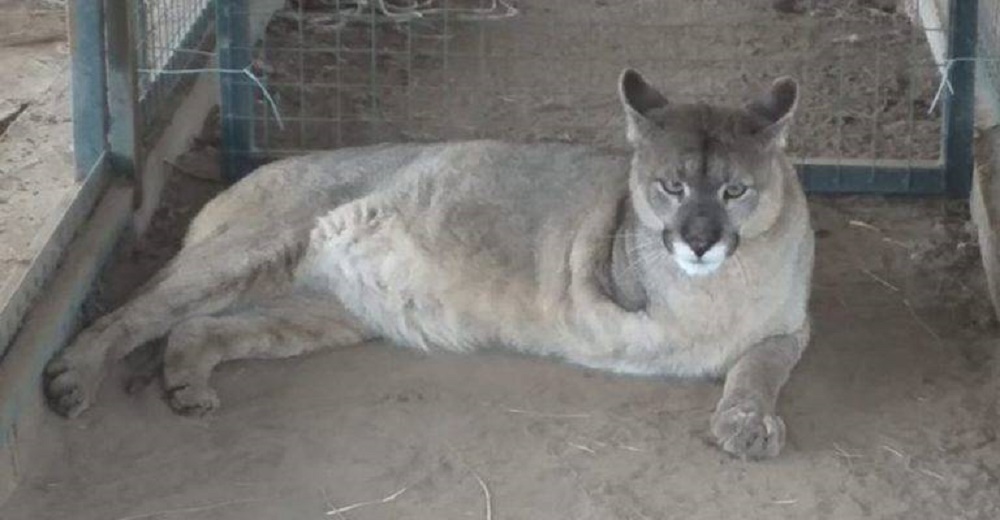 Hombre que causó la amputación de un puma recibe un eterno castigo por su maldad