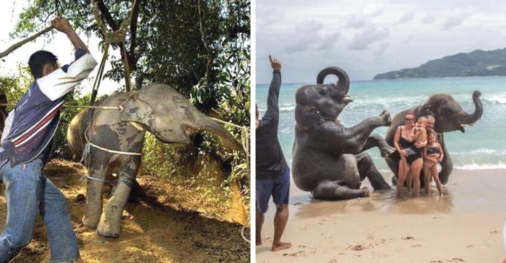 Animales salvajes se vuelven obedientes y sumisos para posar tranquilitos para los humanos