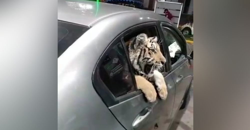 Graban a un conductor exhibiendo orgulloso a su tigre de bengala en la ventana de su coche