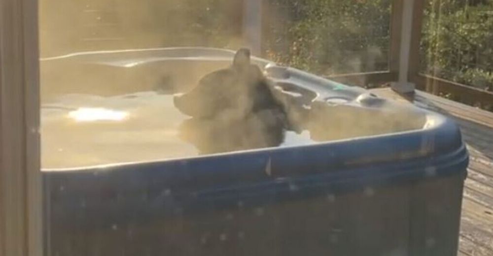 Un oso entra a un jacuzzi para tomar un delicioso baño de agua caliente sin importar nada