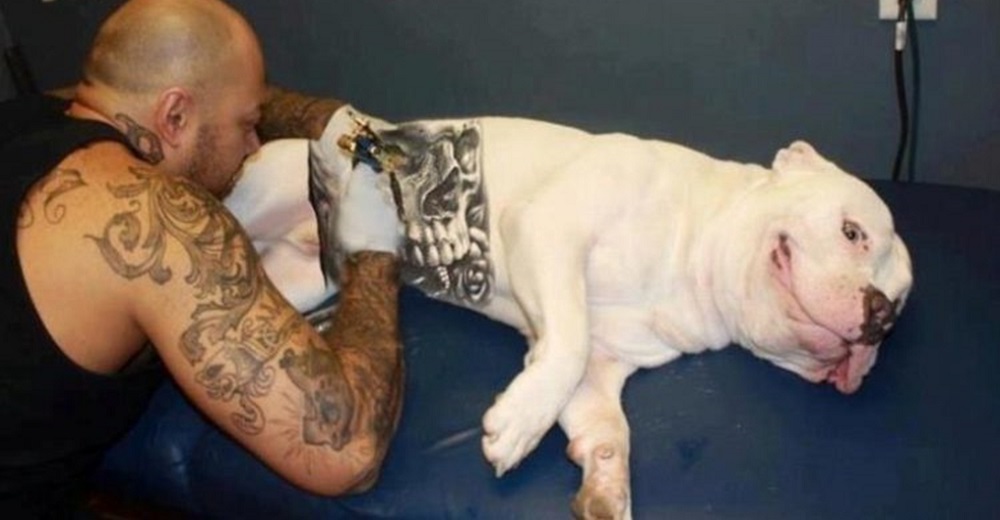 Finalmente aprueban una ley que prohíbe tajantemente los tatuajes y perforaciones en animalitos