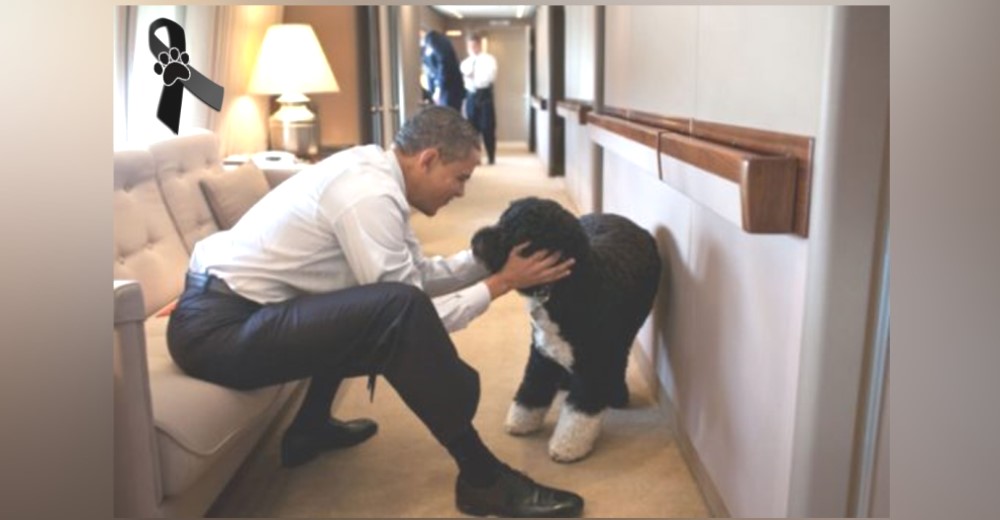 El expresidente Obama anuncia la triste partida de su amado perro – «Lo extrañaremos muchísimo»