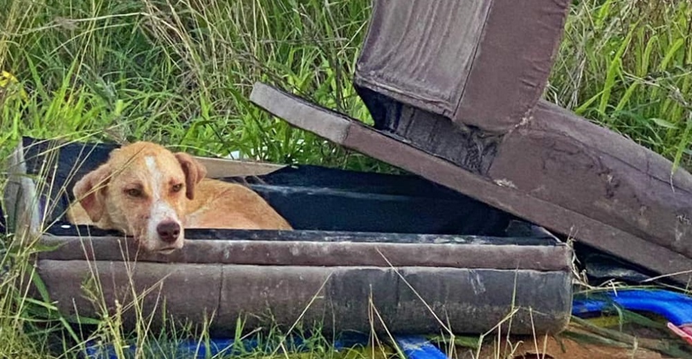 «Aquí es donde él llama hogar, dentro de un viejo y sucio sofá tirado como basura»