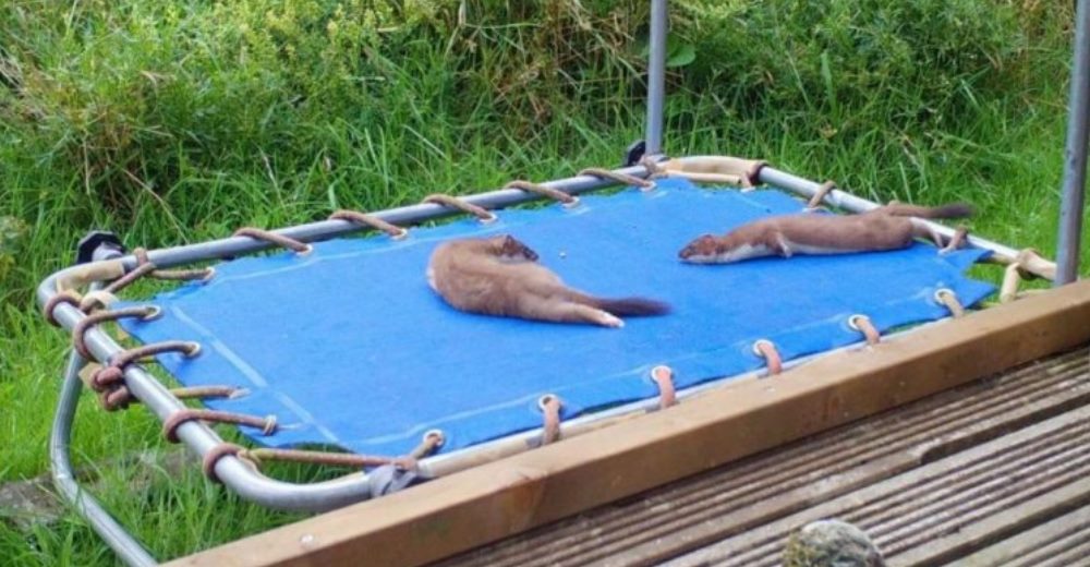 La cámara de seguridad de una casa capta a varios animales divirtiéndose en un trampolín