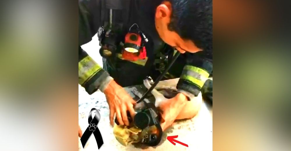 Un bombero se quita su máscara de oxígeno durante un incendio para que un perro pudiese respirar