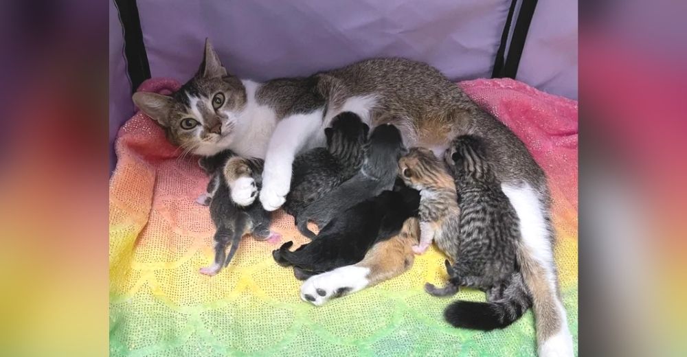 Sabía que sus bebés solo sobrevivirían si pedía ayuda en la casa donde siempre le trataban bien