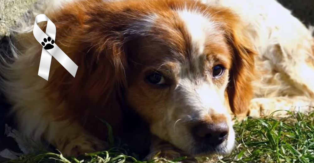 Perrito pasó 9 años sin salir de un garaje que le robó su alma, no pudo volver a ser feliz