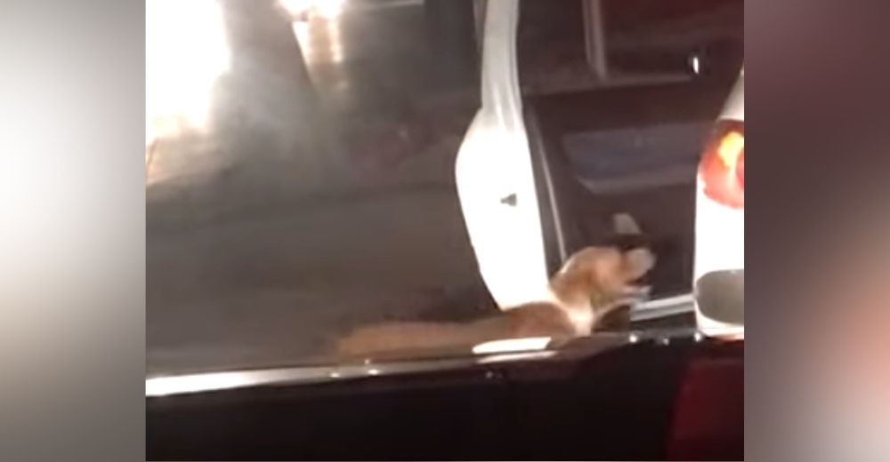 Graban a la mujer que abrió la puerta de su auto tras percatarse de un perrito necesitado