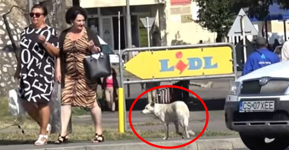 Sobrevivía atemorizada en una peligrosa avenida implorando a los transeúntes un poco de cariño