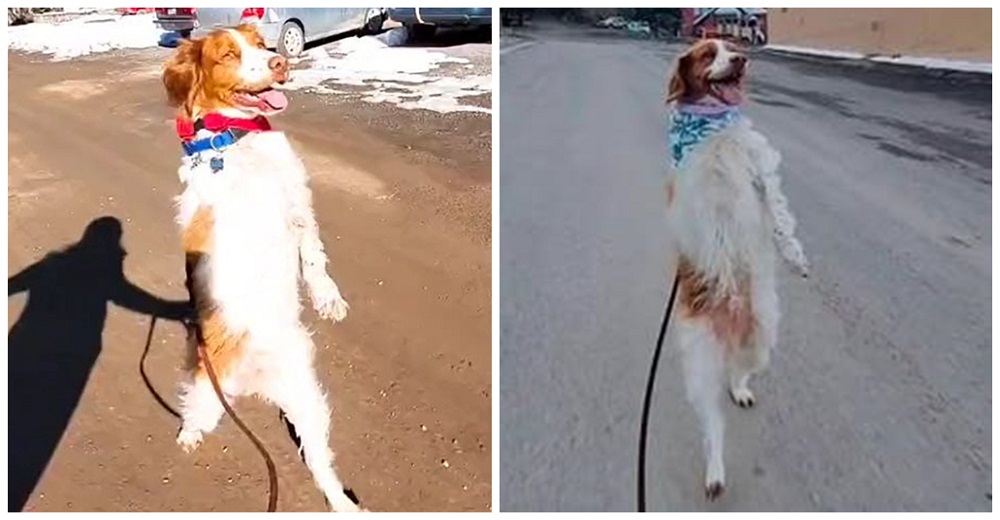 Perro coraje que perdió sus patitas lucha tanto que logra caminar erguido como un humano