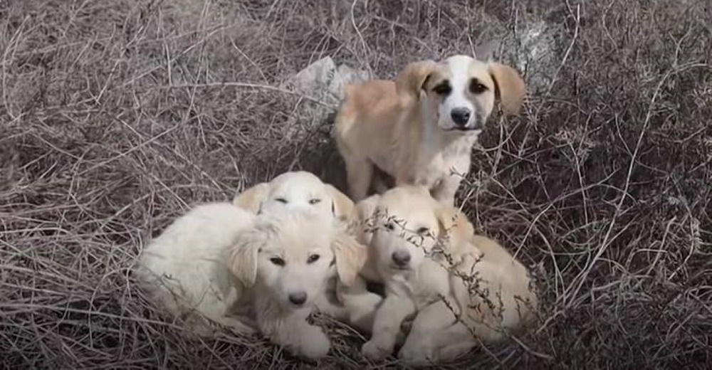 Rescatan a 4 cachorritos abandonados con su madre y uno de ellos se niega a recibir ayuda