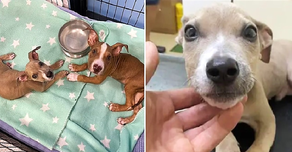 Dos cachorritos terminan en grave estado por la dieta que les impusieron sus dueños veganos