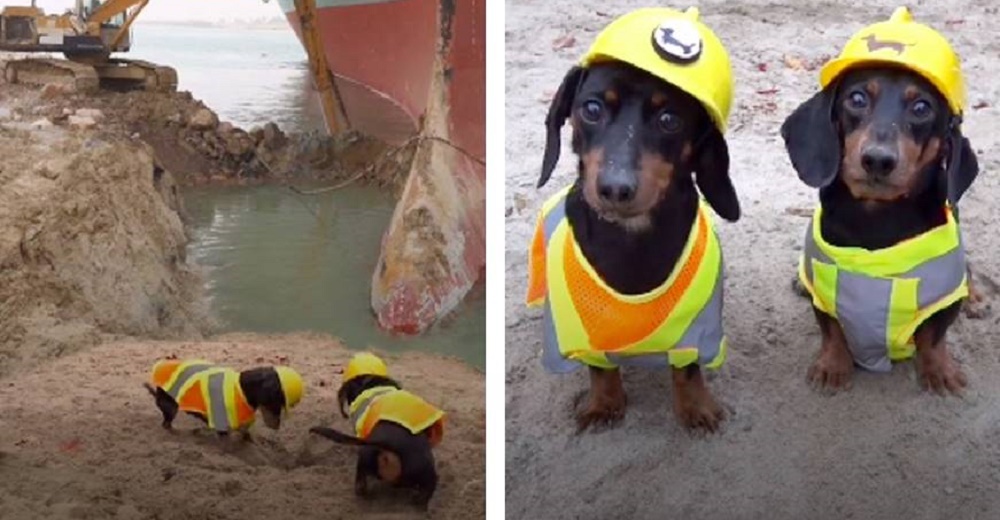 Dos pequeños perritos no pararon de cavar hasta liberar el enorme buque del canal de Suez