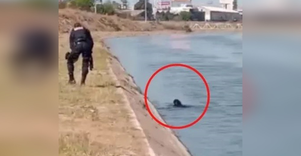 Graban a un policía después de que vio que un perrito estaba a punto de ahogarse a su lado