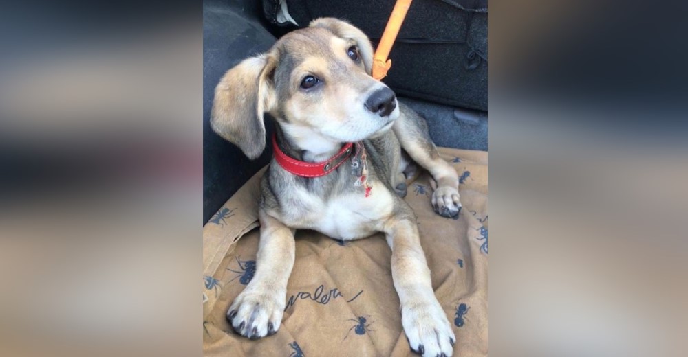 «Soy sordo» – Amarran al perrito más cariñoso y agradecido a un poste junto a un cartel