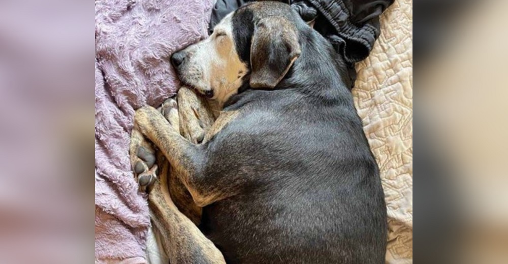 Perrita que nunca supo lo que es vivir adentro, toma su primera siesta en una cama de verdad