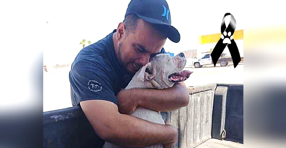 Complace a su perro con su paseo favorito en sus últimas horas de vida – «Jamás lo olvidaré»