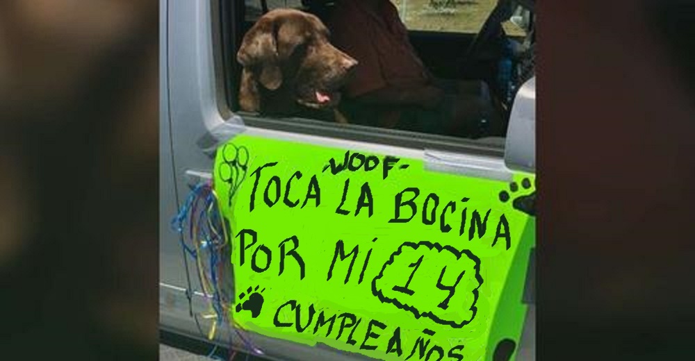 Una familia hace que su perrita reciba la atención de todos en la calle en su cumpleaños N° 14