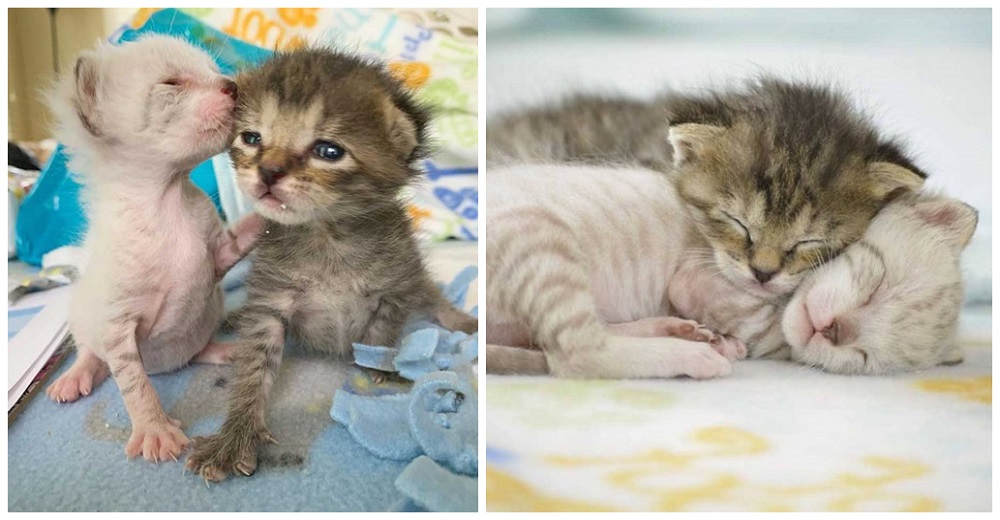 Dos gatitos hacen llorar a su cuidadora por cómo se protegen y se cuidan el uno al otro