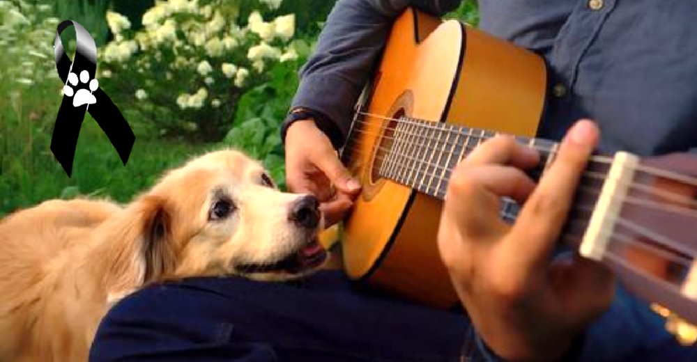 Muere en los brazos de su dueño la perrita que adoraba la música –»Me siento perdido sin Maple»