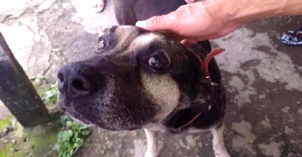 Perrito leal deambula por la antigua casa de su dueño con la esperanza de volver a encontrarlo