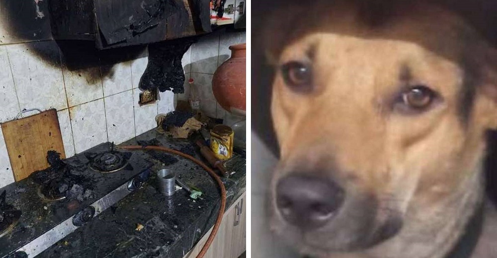 Perrito que fue un callejerito se despierta y desesperado alerta a su familia del incendio