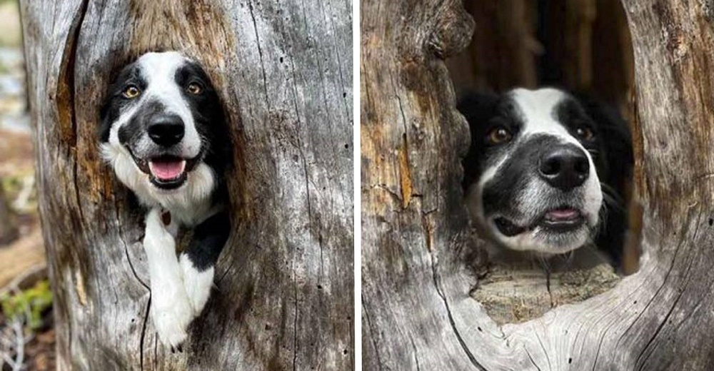 Perrito convierte un acogedor rincón de un árbol en su nuevo refugio y vuelve a sonreír