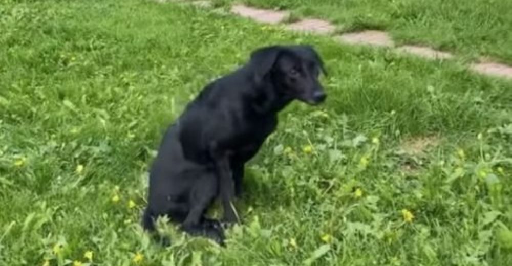 Perrita se arrastra desolada en la calle mientras ve cómo se llevan a todos sus cachorritos