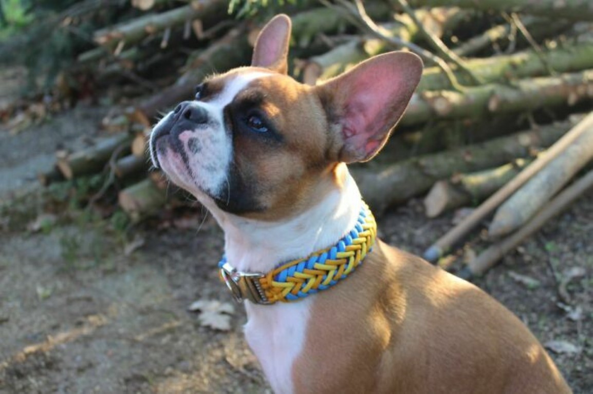 Top Long Nose French Bulldog in the world Check it out now 