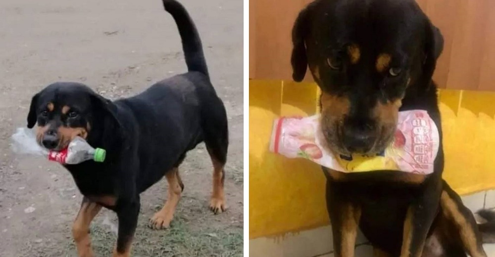 Perrito de la calle recoge toda la basura que encuentra para dársela al personal de un refugio