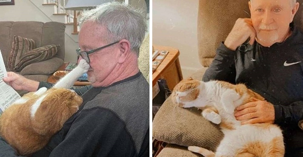 Gatito no deja a su abuelo solo un segundo desde que se dio cuenta de que estaba enfermo