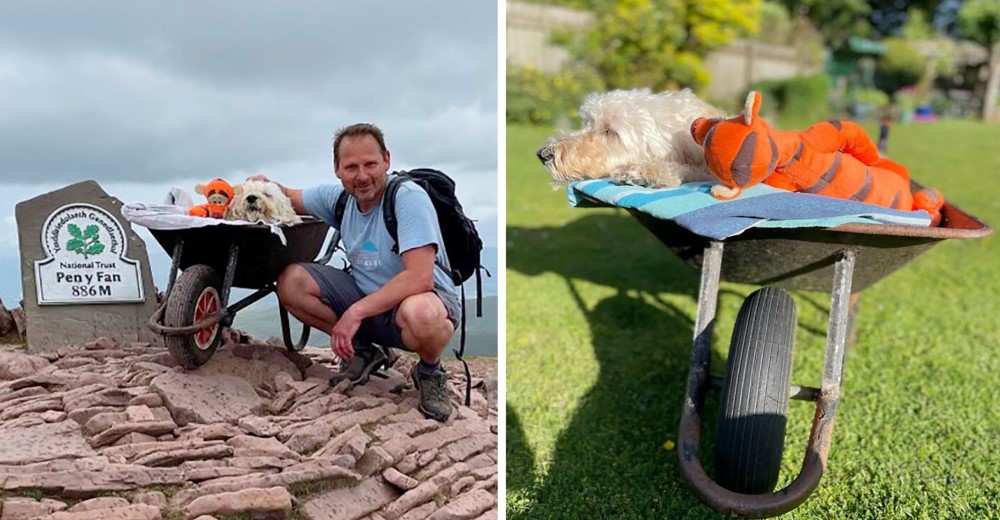 Un hombre lleva a su perro con cáncer a la montaña para tener una última aventura