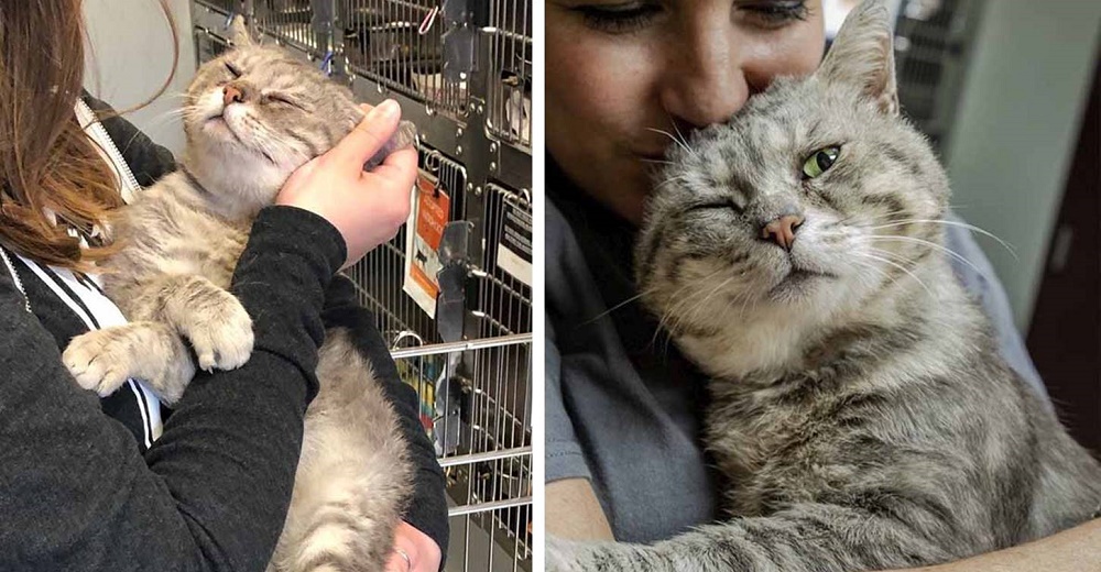 Agradecido gatito abraza a todo humano que conoce desde que lo rescataron de la calle