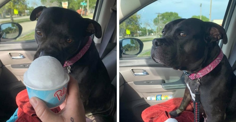 Perrita se niega a comer su helado debido a que su mamá ordenó el sabor equivocado