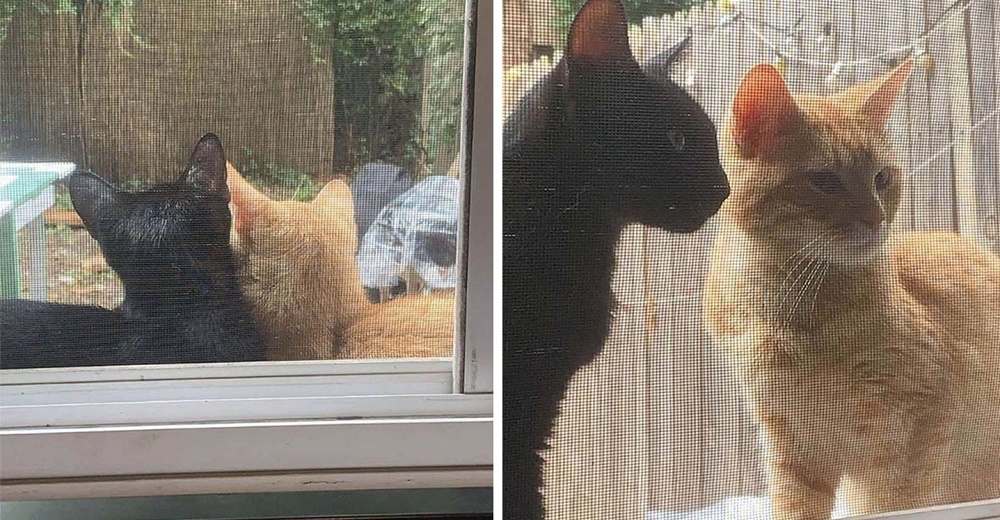 Pareja de gatos visita todos los días una casa hasta que les dejen entrar para tener a sus bebés