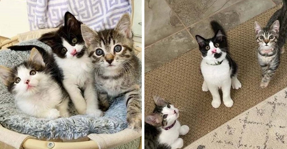 3 gatitos de condición especial con un vínculo adorable cumplen su sueño al ser adoptados juntos