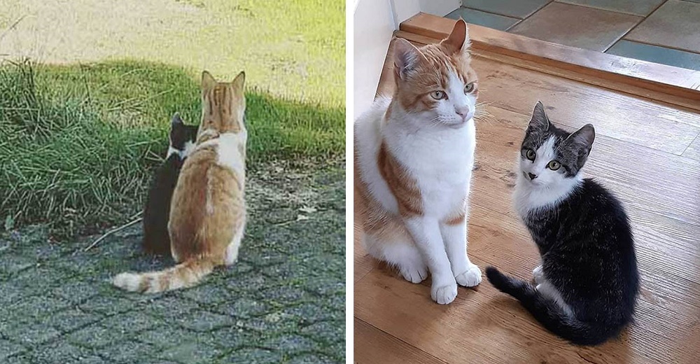 Gato toma bajo su cuidado a un gatito callejero que encontró en el jardín y lo lleva a su casa